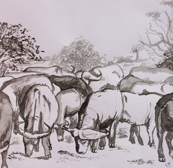 Pentekening buffels