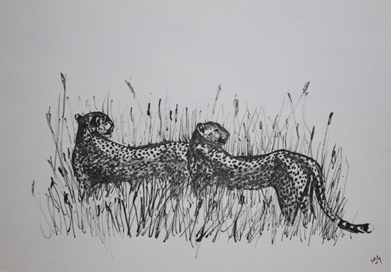 Pentekening cheetahs